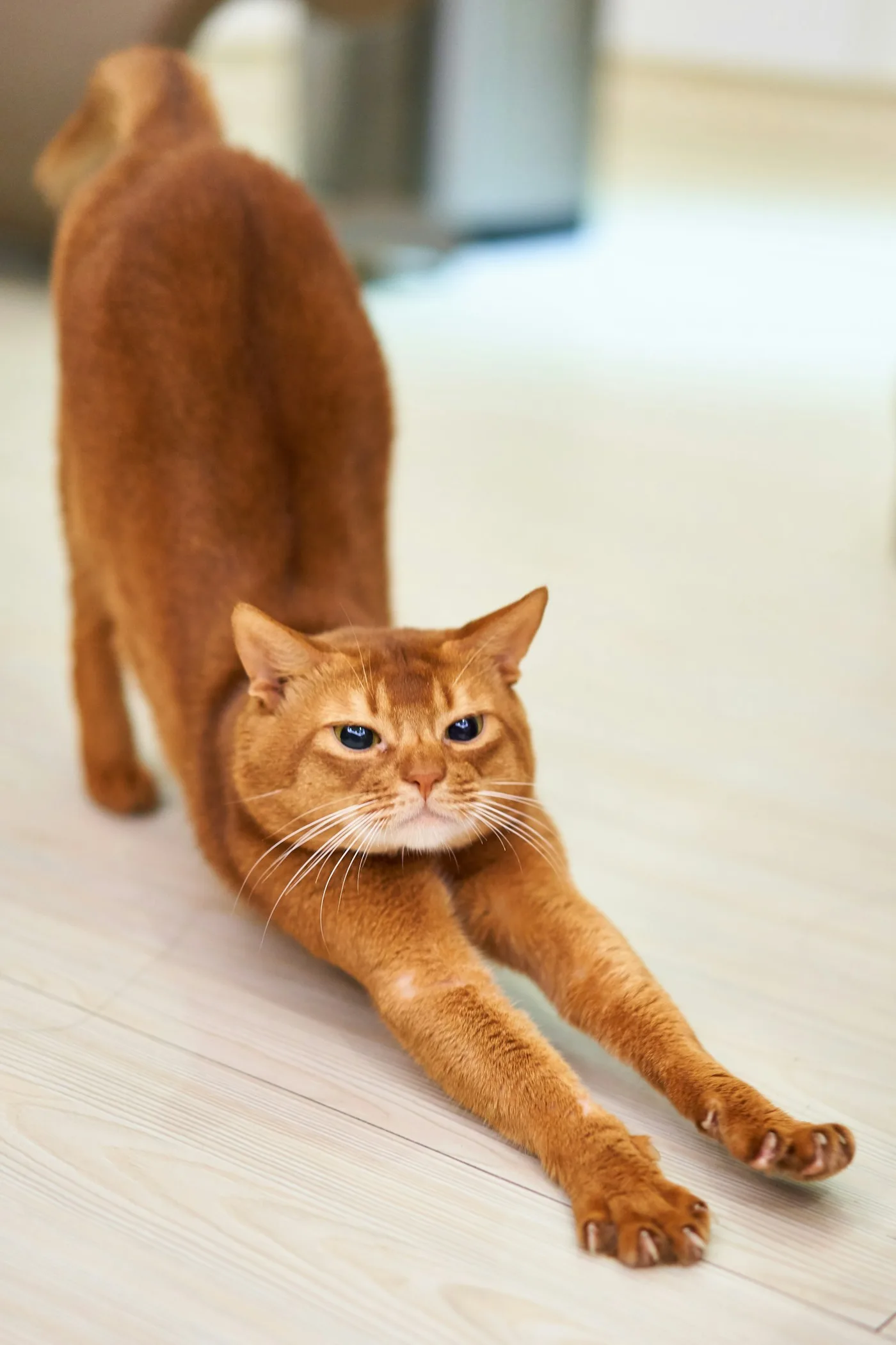 室内で伸びをする猫