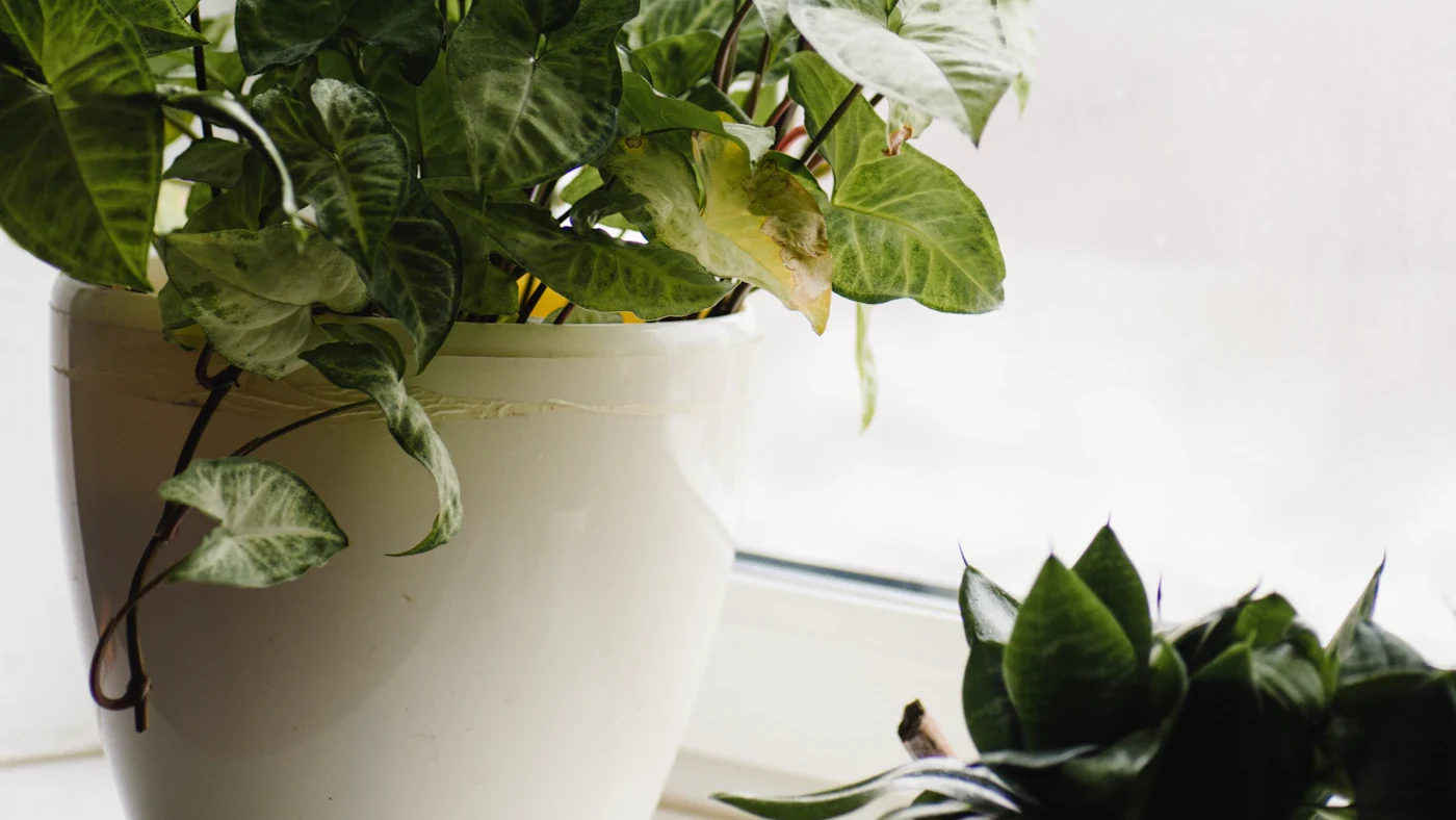 白い鉢に植えられた観葉植物が窓辺に並んでいる