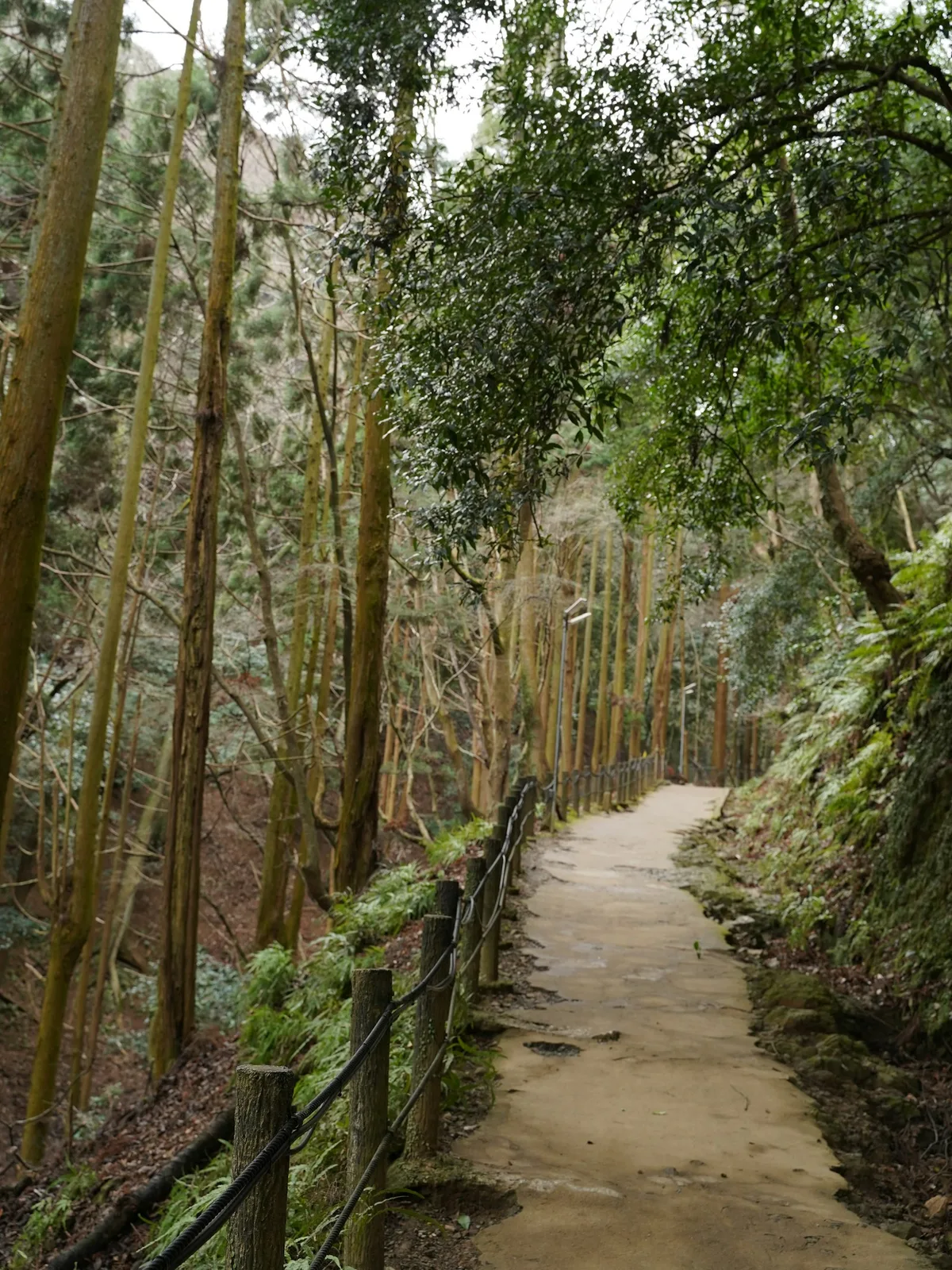 杉林のあいだを抜けていく、細い山道