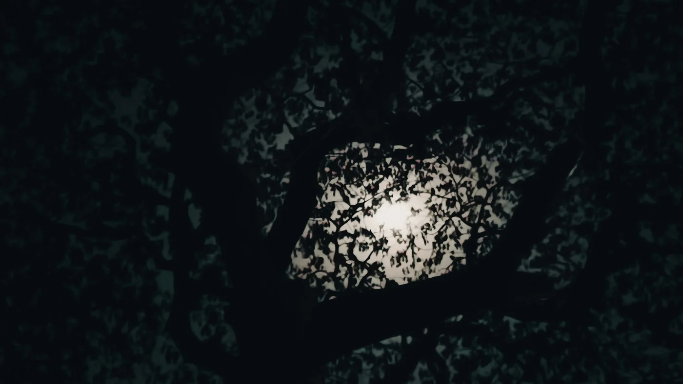 夜空に出た満月が、葉の落ちた細い枝のあいだから見えている