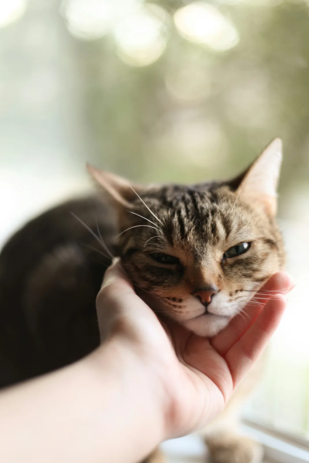 「猫に咬まれた」ことを、家族にも言っておいてください——国のQ&Aが、傷の洗い方のすぐあとに書いている一行