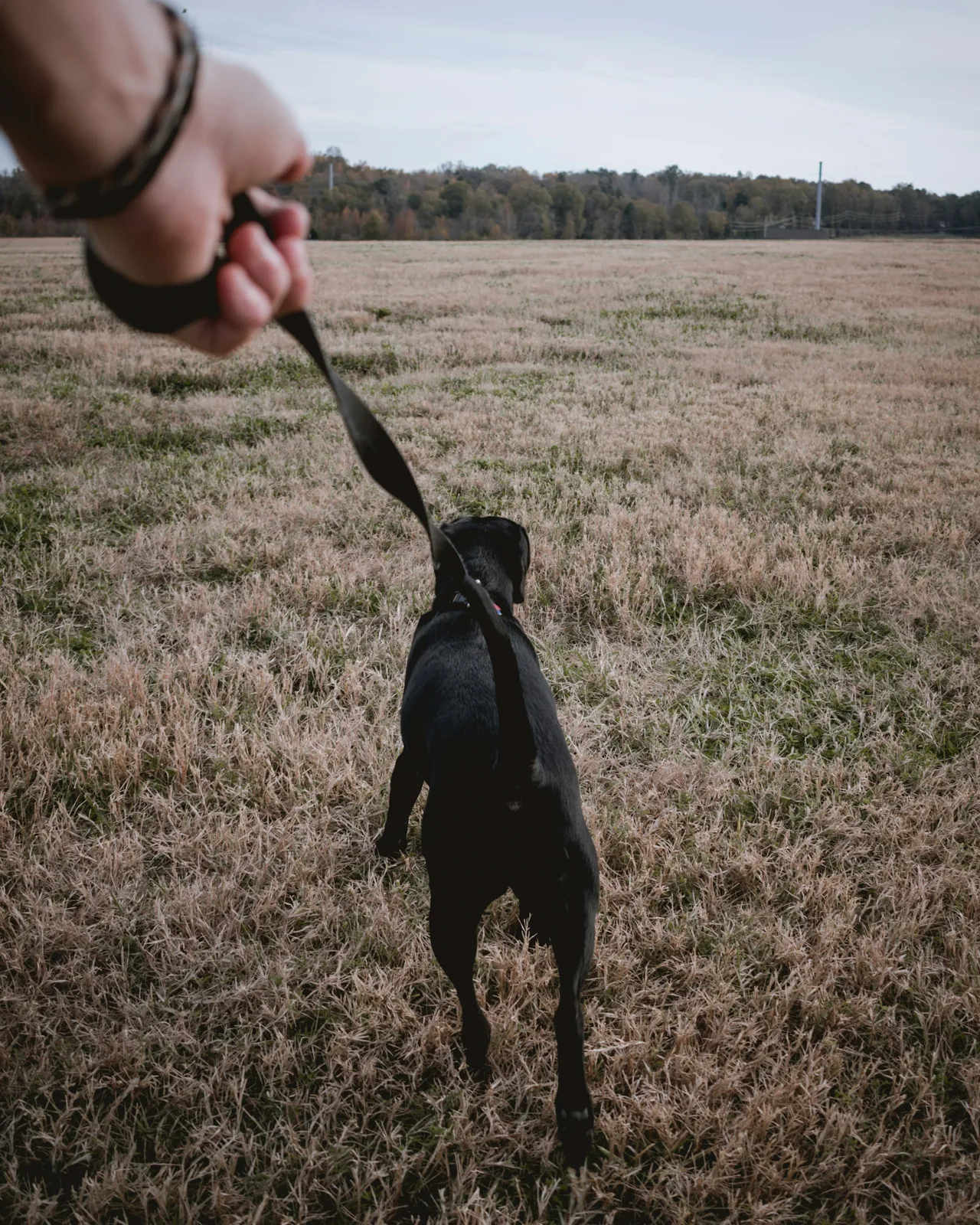 リードを握る手と、前を歩く黒い犬の後ろ姿