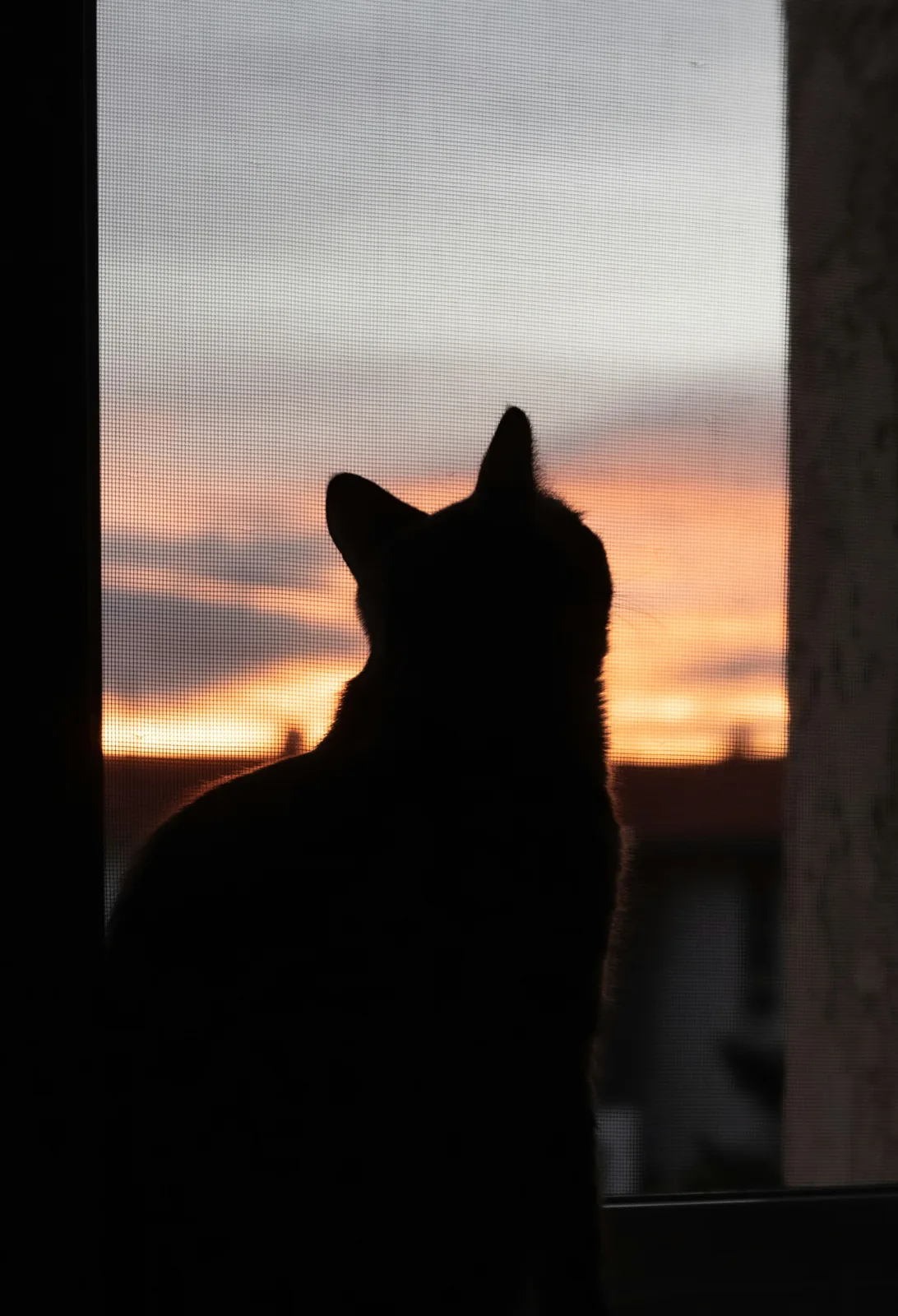網戸ごしの夕焼けを背に、窓辺に座る猫の影