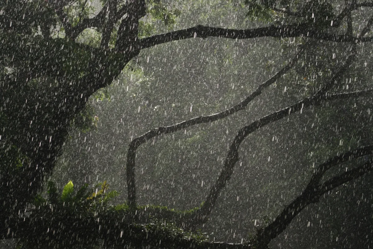 大きな木の枝越しに、激しい雨が降っている