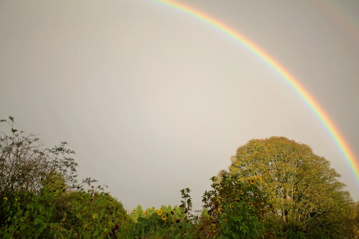 雨上がりの空にかかる虹と、草木のシルエット